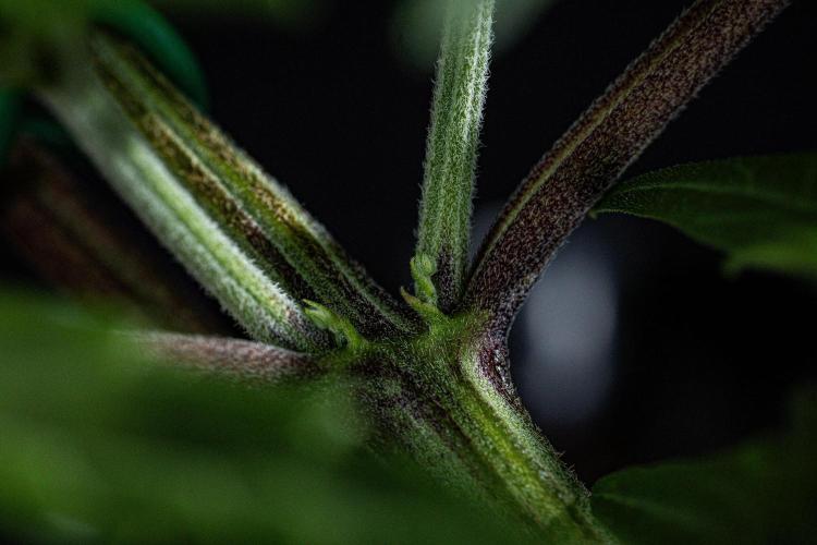 Sticky Broccoli Zamnesia EternityGrowCup. Week 4 - Day 28 #2
