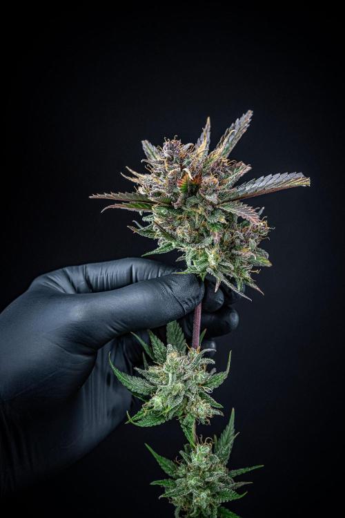 Lemon Cherry Cookies Auto Fast Buds. Week 14 - Day 92