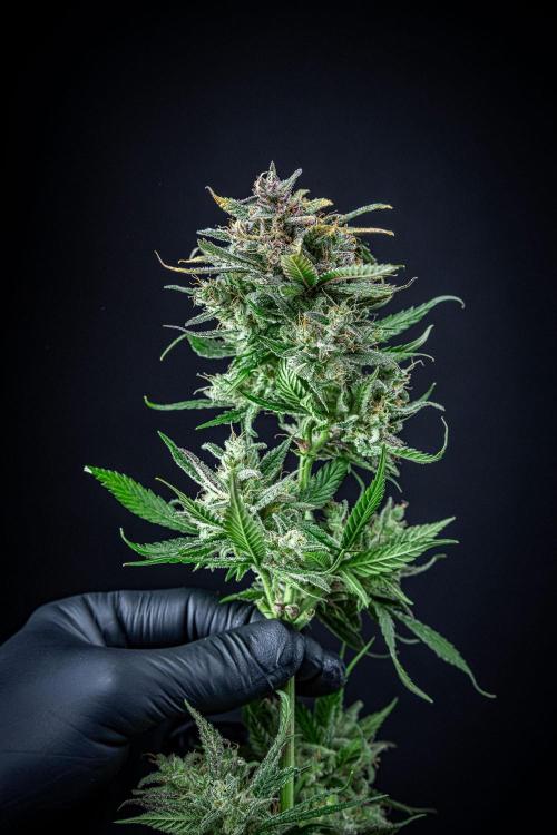 Lemon Cherry Cookies Auto Fast Buds. Week 14 - Day 92