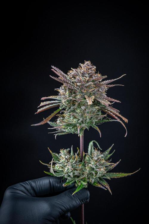 Lemon Cherry Cookies Auto Fast Buds. Week 14 - Day 92