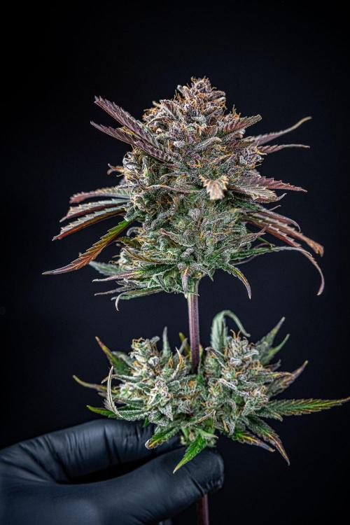 Lemon Cherry Cookies Auto Fast Buds. Week 14 - Day 92