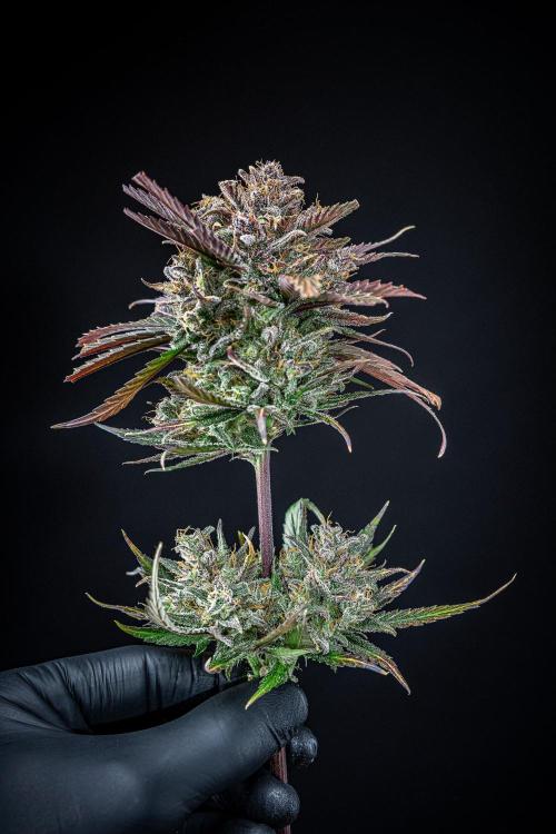 Lemon Cherry Cookies Auto Fast Buds. Week 14 - Day 92