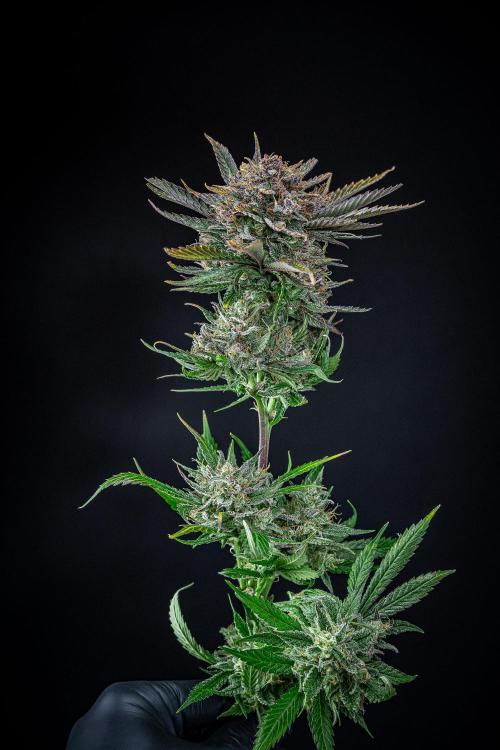 Lemon Cherry Cookies Auto Fast Buds. Week 14 - Day 92