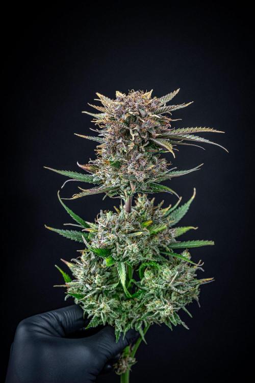 Lemon Cherry Cookies Auto Fast Buds. Week 14 - Day 92