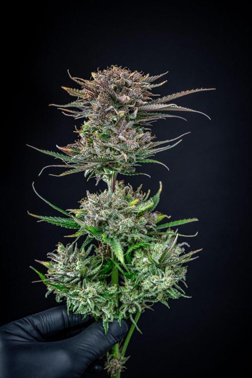 Lemon Cherry Cookies Auto Fast Buds. Week 14 - Day 92