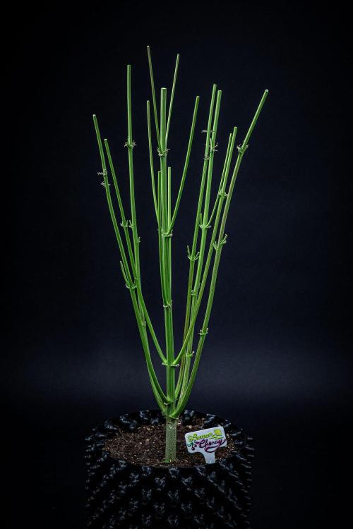 Lemon Cherry Cookies Auto Fast Buds. Week 14 - Day 92 – that's it.