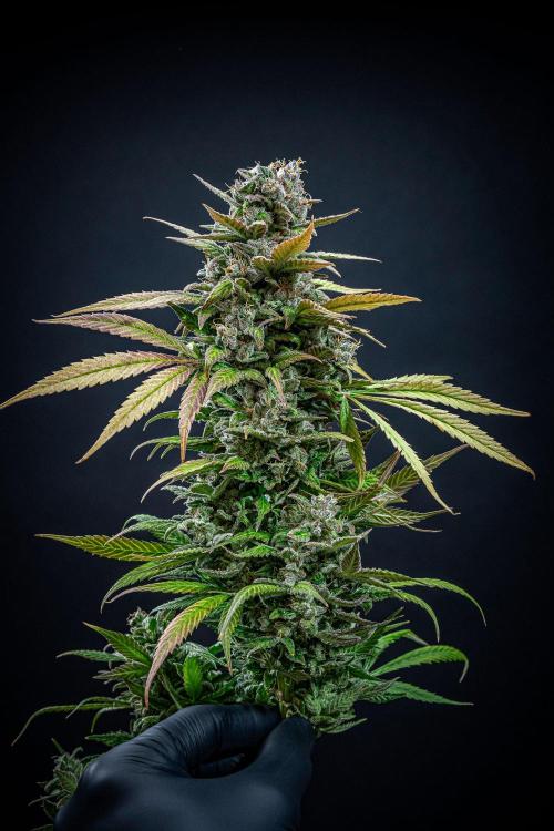 Auto Gelato Pyramid Seeds. Week 15 - Day 96