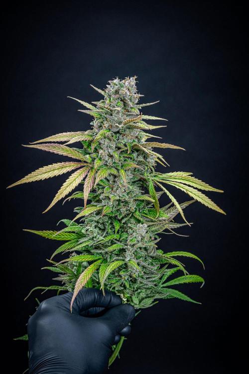 Auto Gelato Pyramid Seeds. Week 15 - Day 96