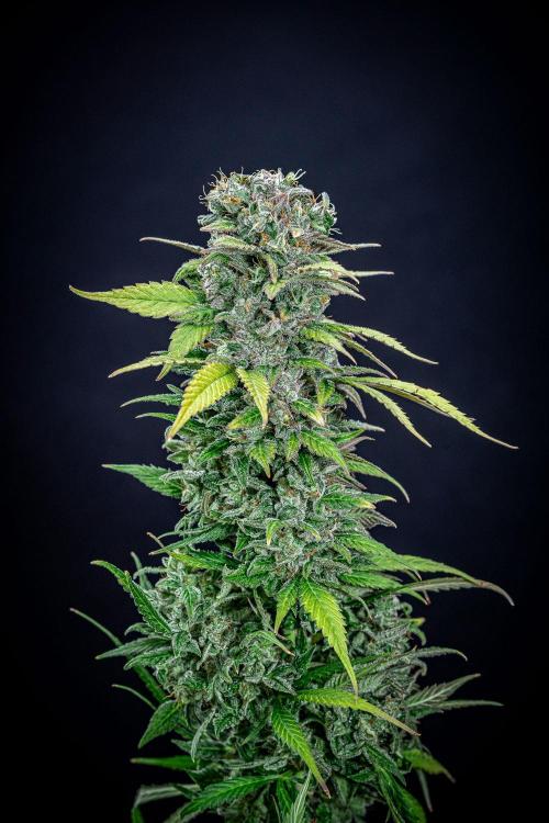 Auto Gelato Pyramid Seeds. Week 15 - Day 96