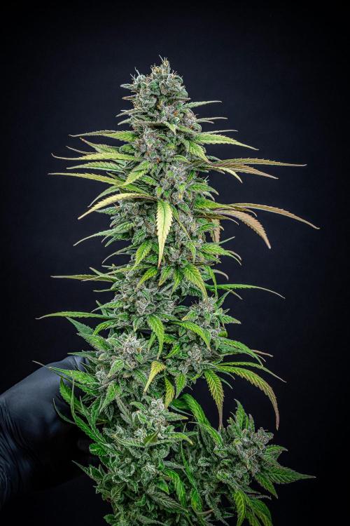 Auto Gelato Pyramid Seeds. Week 15 - Day 96