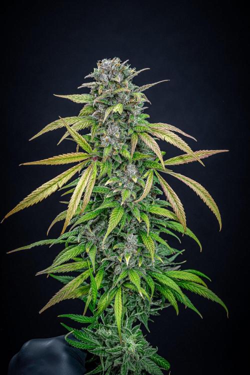 Auto Gelato Pyramid Seeds. Week 15 - Day 96