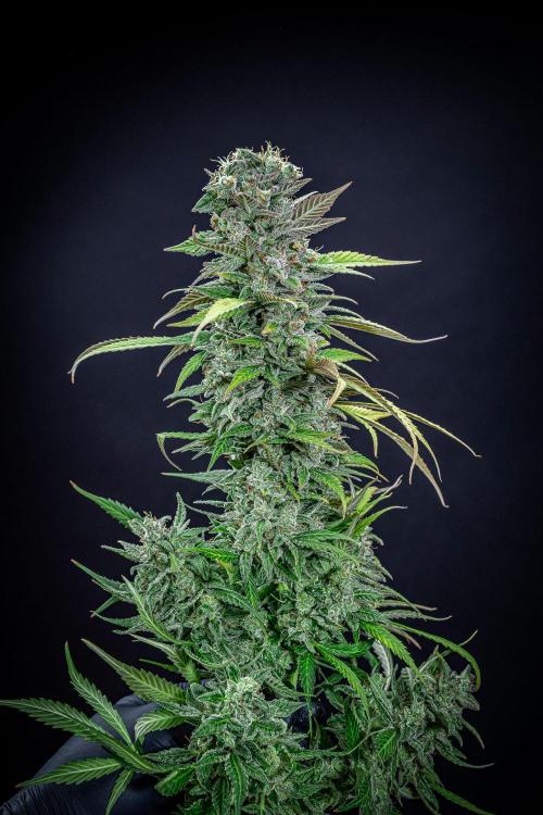 Auto Gelato Pyramid Seeds. Week 15 - Day 96