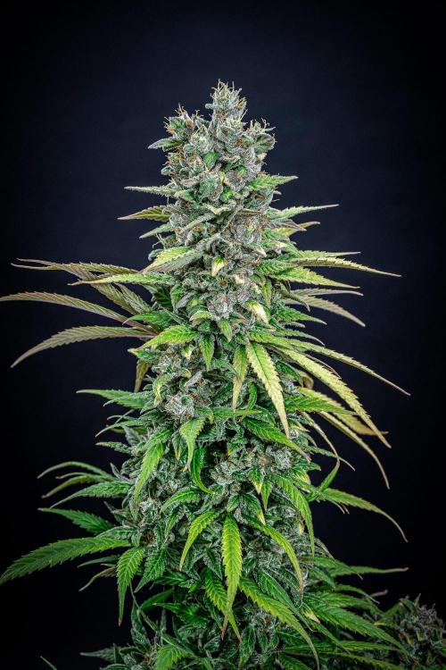 Auto Gelato Pyramid Seeds. Week 15 - Day 96