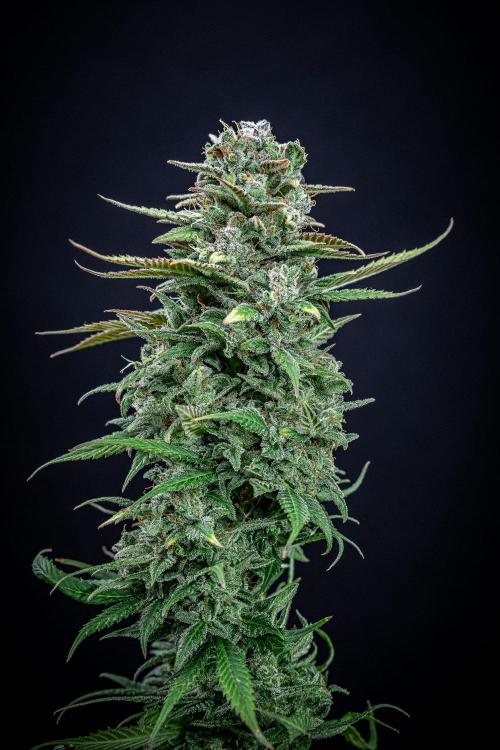 Auto Gelato Pyramid Seeds. Week 15 - Day 96