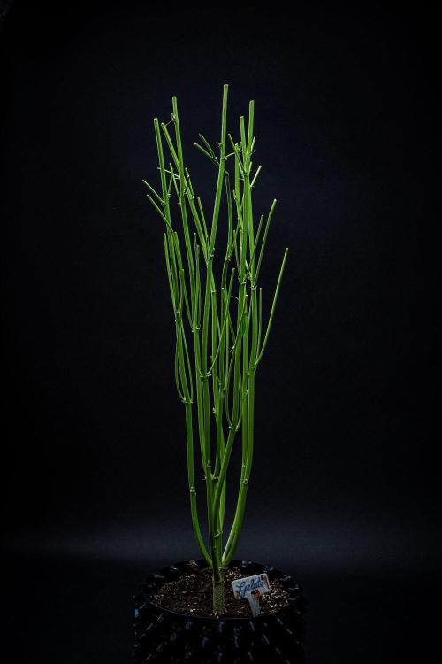 Auto Gelato Pyramid Seeds. Week 15 - Day 96 – that's it