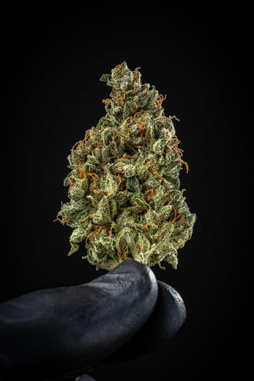 Auto Gelato Pyramid Seeds. Week 15 - Day 121