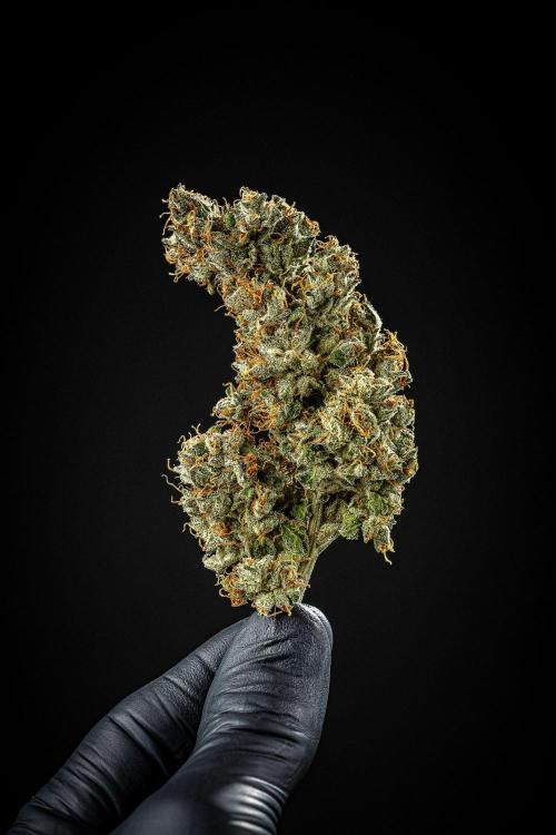 Auto Gelato Pyramid Seeds. Week 15 - Day 121