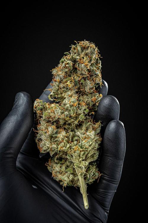 Auto Gelato Pyramid Seeds. Week 15 - Day 121