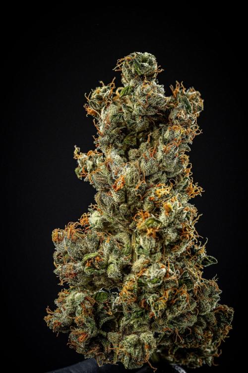 Auto Gelato Pyramid Seeds. Week 15 - Day 121