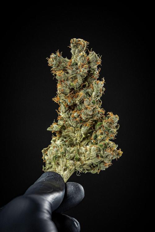 Auto Gelato Pyramid Seeds. Week 15 - Day 121