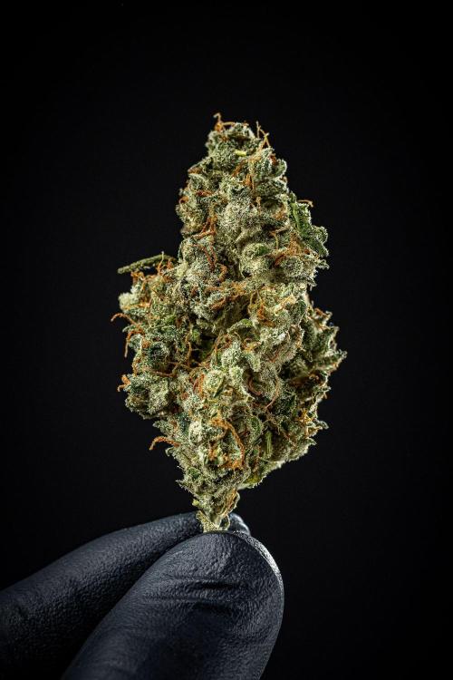 Auto Gelato Pyramid Seeds. Week 15 - Day 121