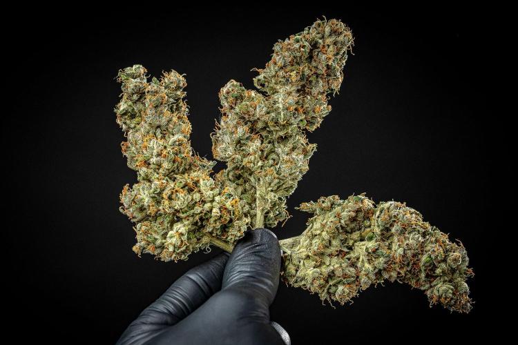 Auto Gelato Pyramid Seeds. Week 15 - Day 121