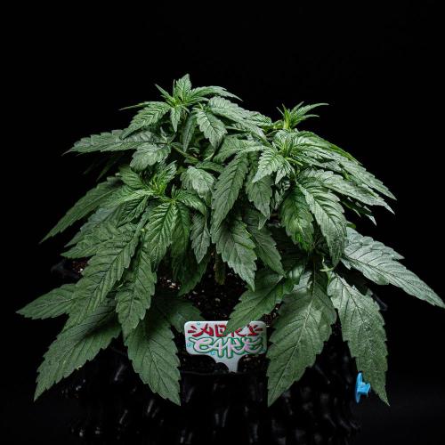 Nori Cake Green House Seed Co.. Week 5 - Day 32