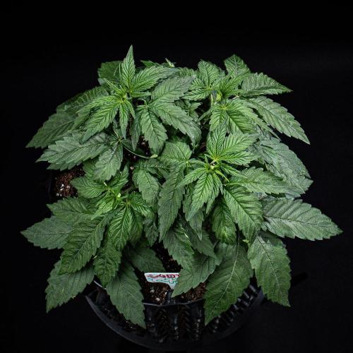 Nori Cake Green House Seed Co.. Week 5 - Day 32