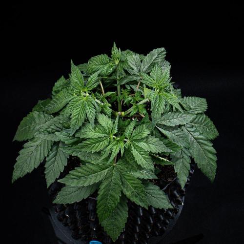 Nori Cake Green House Seed Co.. Week 5 - Day 32