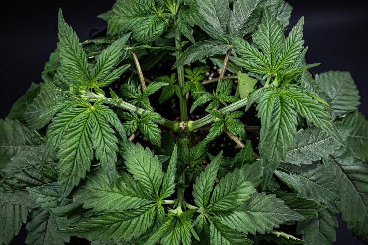 Nori Cake Green House Seed Co.. Week 5 - Day 32