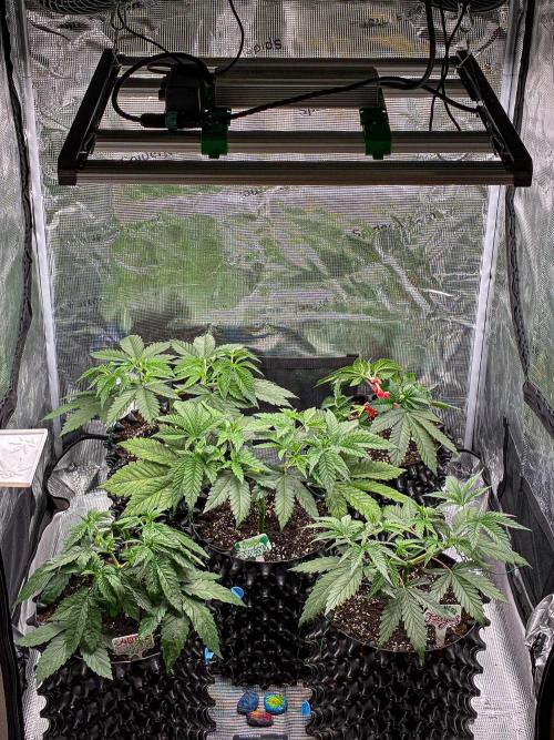 Nori Cake Green House Seed Co.. Week 5 - Tent view Day 32