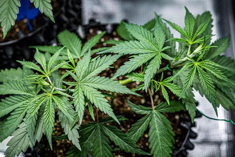 Franco's Fullgas! Green House Seed Co.. Week 5 - Day 30