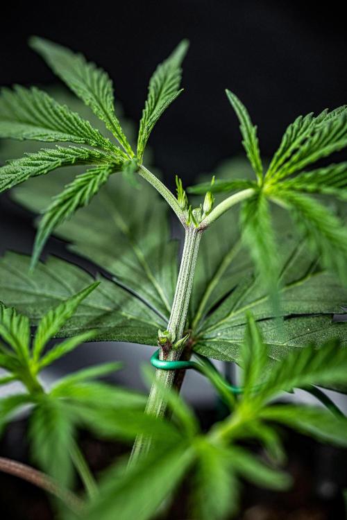 Franco's Fullgas! Green House Seed Co.. Week 5 - Day 30
