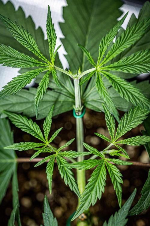 Franco's Fullgas! Green House Seed Co.. Week 5 - Day 30