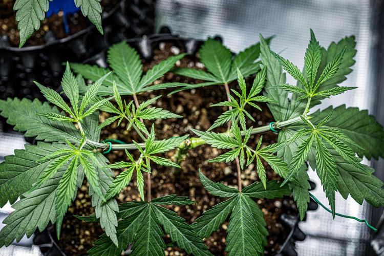 Franco's Fullgas! Green House Seed Co.. Week 5 - Day 30