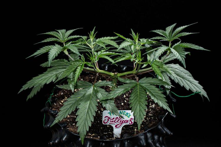 Franco's Fullgas! Green House Seed Co.. Week 5 - Day 32