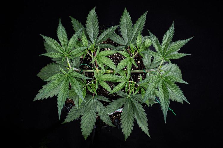 Franco's Fullgas! Green House Seed Co.. Week 5 - Day 32