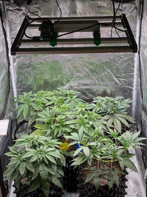 Franco's Fullgas! Green House Seed Co.. Week 5 - Tent View Day 36