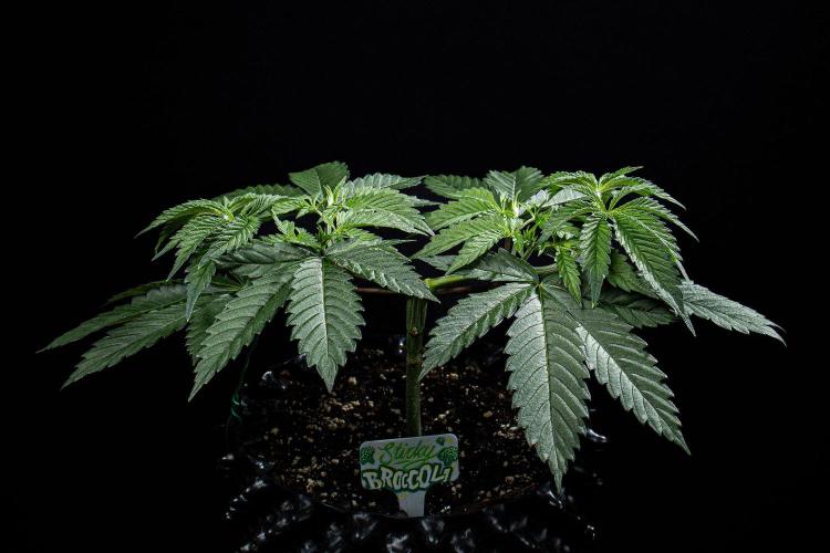 Sticky Broccoli Zamnesia EternityGrowCup. Week 5 - Day 32 #1