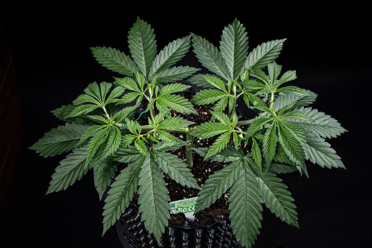 Sticky Broccoli Zamnesia EternityGrowCup. Week 5 - Day 32 #1