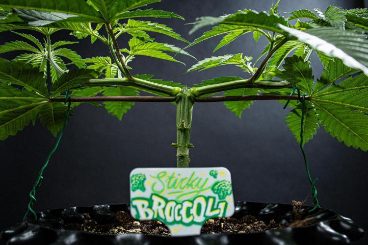 Sticky Broccoli Zamnesia EternityGrowCup. Week 5 - Day 32 #1