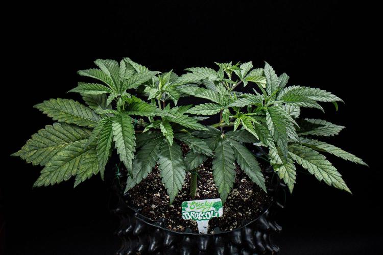 Sticky Broccoli Zamnesia EternityGrowCup. Week 5 - Day 32 #2