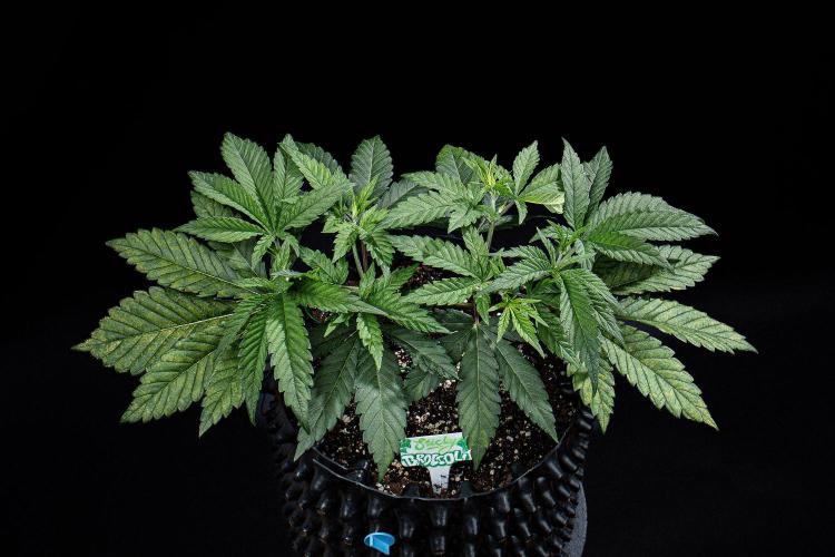 Sticky Broccoli Zamnesia EternityGrowCup. Week 5 - Day 32 #2