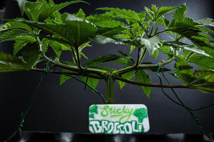 Sticky Broccoli Zamnesia EternityGrowCup. Week 5 - Day 32 #2