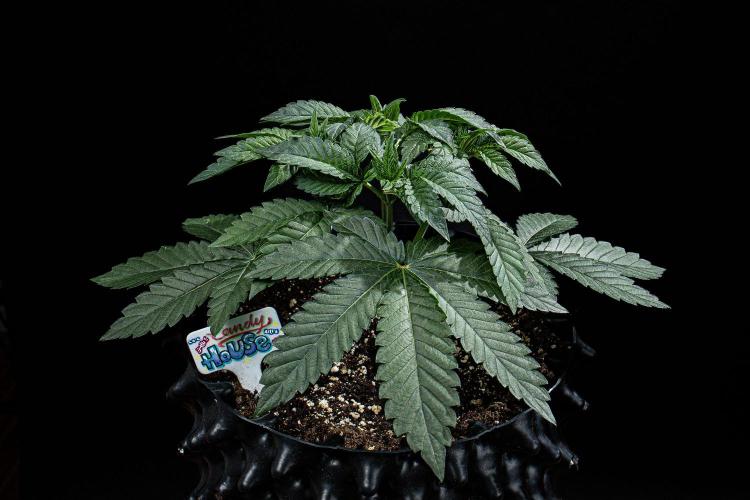 Candy House UKHTA Genetics. Week 5 - Day 32
