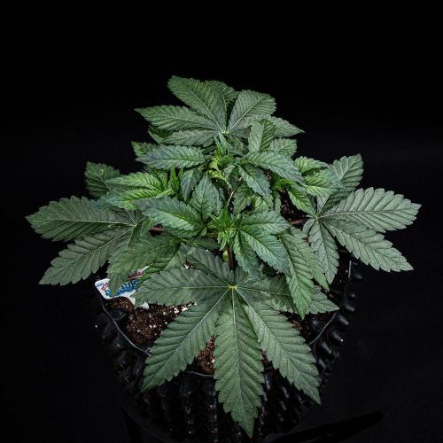 Candy House UKHTA Genetics. Week 5 - Day 32