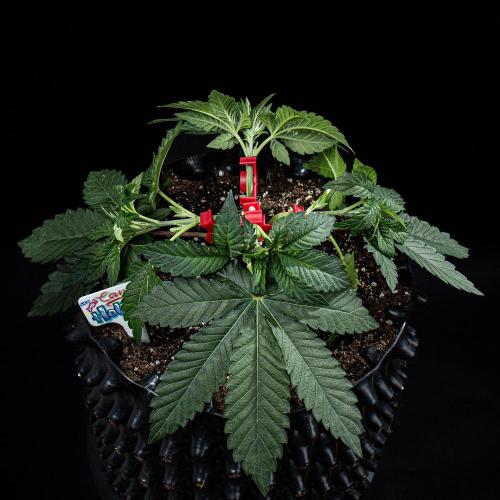 Candy House UKHTA Genetics. Week 5 - Day 32