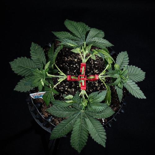 Candy House UKHTA Genetics. Week 5 - Day 32