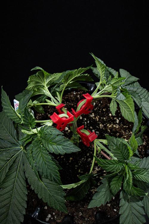 Candy House UKHTA Genetics. Week 5 - Day 32