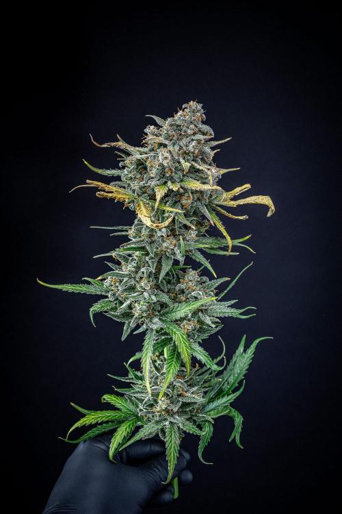 Banana Blaze Auto Dutch Passion. Week 14 - Day 91